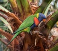 Rainbow lorikeet Trichoglossus moluccanus, sitting in a palm tree